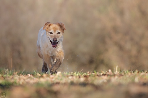 Erik Thomas | Hunde | Architekturfotograf auf alleFotografen