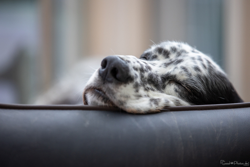 Erik Thomas | Hunde | Landschaftsfotograf auf alleFotografen