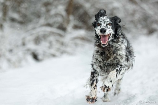Erik Thomas | Hunde | Pferdefotograf auf alleFotografen