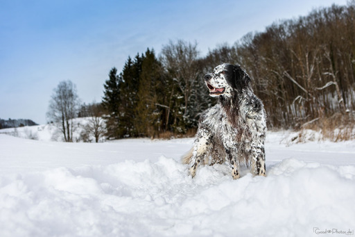 Erik Thomas | Hunde | Pferdefotograf auf alleFotografen