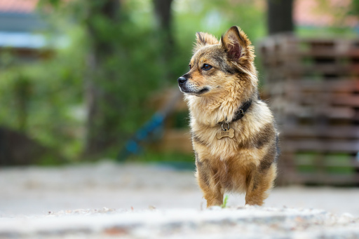 Erik Thomas | Hunde | Sportfotograf auf alleFotografen