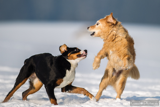 Erik Thomas | Hunde | Architekturfotograf auf alleFotografen