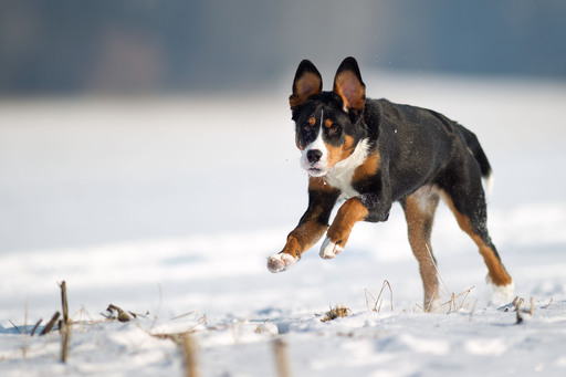 Erik Thomas | Hunde | Pferdefotograf auf alleFotografen