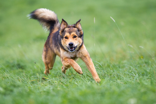Erik Thomas | Hunde | Pferdefotograf auf alleFotografen