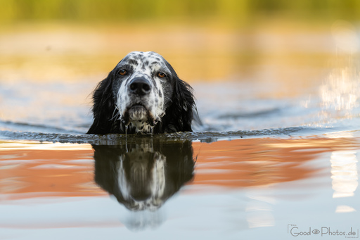 Erik Thomas | Hunde | Hundefotograf auf alleFotografen