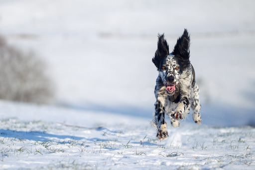 Erik Thomas | Hunde | Luftbildfotograf auf alleFotografen