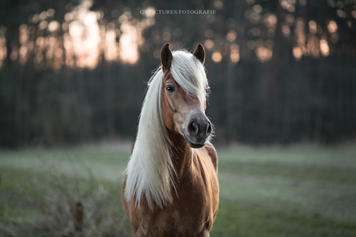 CS Pictures Fotografie | Pferdefotografie | Hundefotograf auf alleFotografen