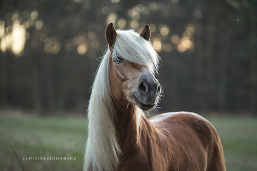 CS Pictures Fotografie | Pferdefotografie | Werbefotograf auf alleFotografen
