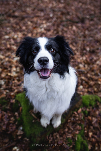 CS Pictures Fotografie | Hundefotografie | Hochzeitsfotograf auf alleFotografen