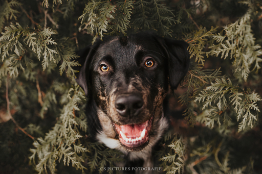CS Pictures Fotografie | Hundefotografie | Hochzeitsfotograf auf alleFotografen