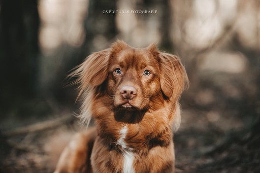 CS Pictures Fotografie | Hundefotografie | Hochzeitsfotograf auf alleFotografen