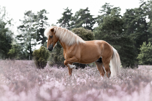 Cindy Moeller Fotografie | Pferdefotografie | Hundefotograf auf alleFotografen