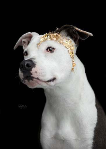 Cindy Moeller Fotografie | Hundefotografie | Tierfotograf auf alleFotografen
