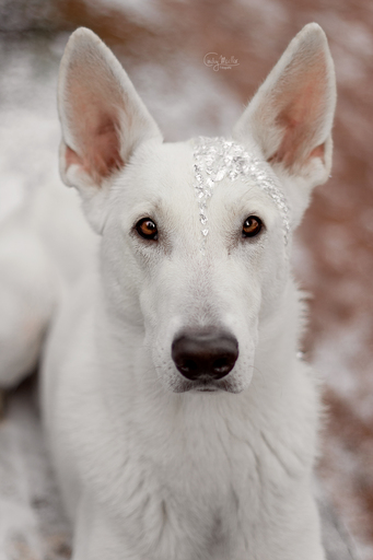 Cindy Moeller Fotografie | Hundefotografie | Sportfotograf auf alleFotografen