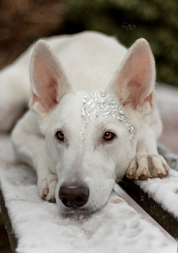 Cindy Moeller Fotografie | Hundefotografie | Pferdefotograf auf alleFotografen