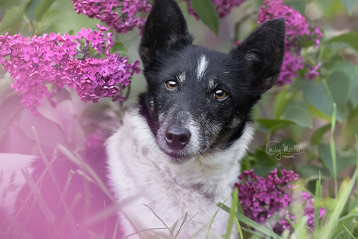 Cindy Moeller Fotografie | Hundefotografie | Sportfotograf auf alleFotografen