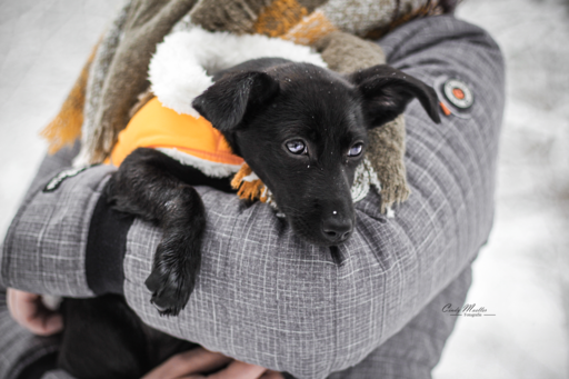 Cindy Moeller Fotografie | Hundefotografie | Sportfotograf auf alleFotografen
