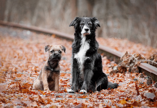 Cindy Moeller Fotografie | Hundefotografie | Hundefotograf auf alleFotografen