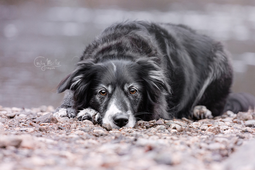 Cindy Moeller Fotografie | Hundefotografie | Portraitfotograf auf alleFotografen