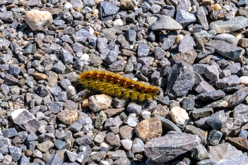onemorephoto.ch | Tiere | Industriefotograf auf alleFotografen