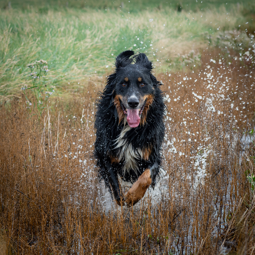 Stefans Fotowelt | Tierfotografie | Pferdefotograf auf alleFotografen