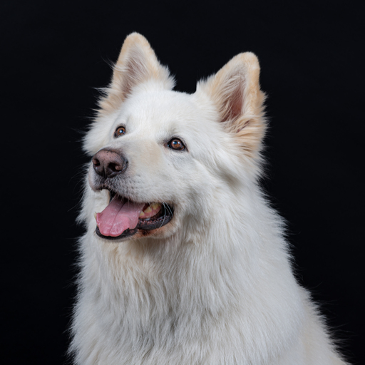 Stefans Fotowelt | Tierfotografie | Konfirmationsfotograf auf alleFotografen