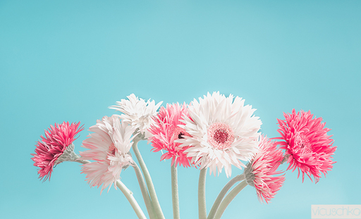Food and Still life | Flowers | Foodfotograf auf alleFotografen