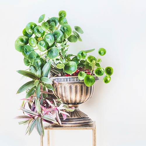 Food and Still life | Flowers | Beautyfotograf auf alleFotografen