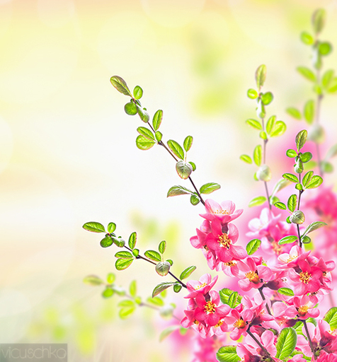 Food and Still life | Flowers | Foodfotograf auf alleFotografen