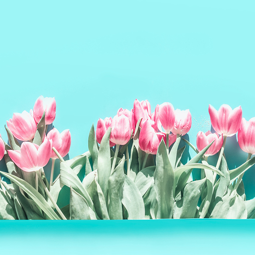 Food and Still life | Flowers | Beautyfotograf auf alleFotografen