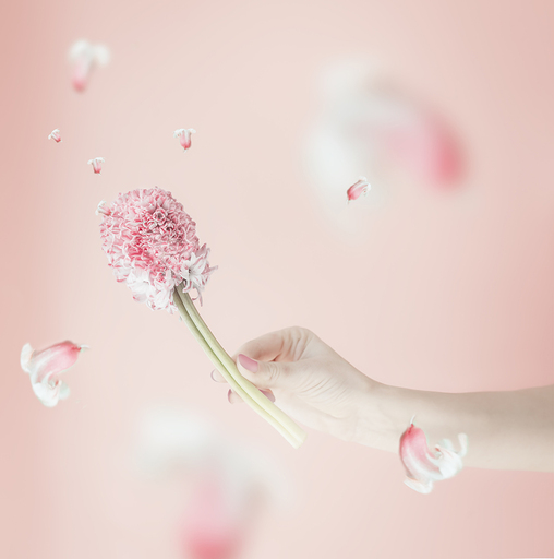 Food and Still life | Flowers | Foodfotograf auf alleFotografen