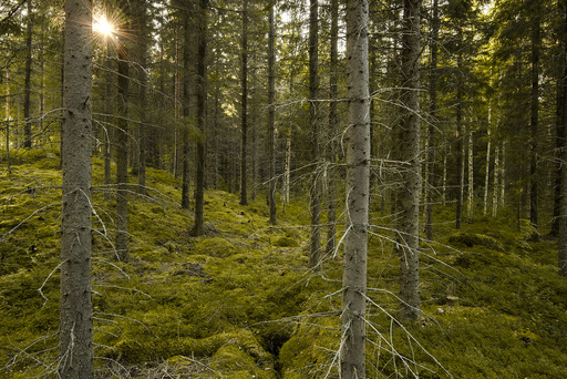 Behrens-Gallery | Landschaft | Landschaftsfotograf auf alleFotografen