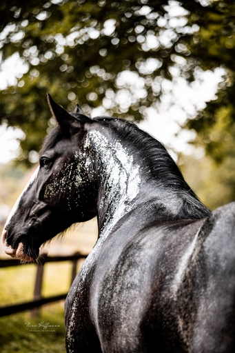 NinaHüffmannFotografie | Glamour & Holi Shooting | Portraitfotograf auf alleFotografen