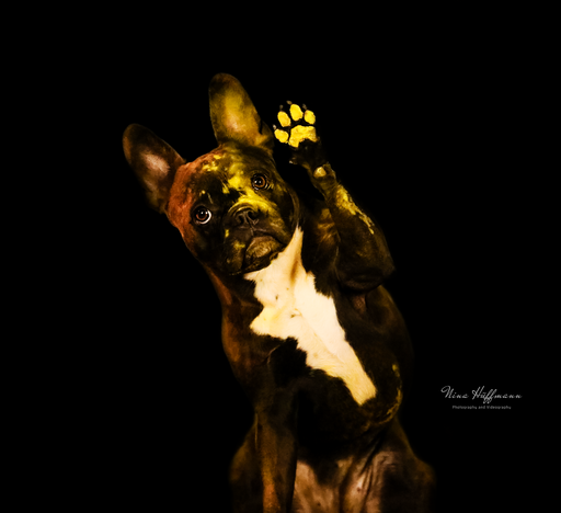 NinaHüffmannFotografie | Glamour & Holi Shooting | Pferdefotograf auf alleFotografen