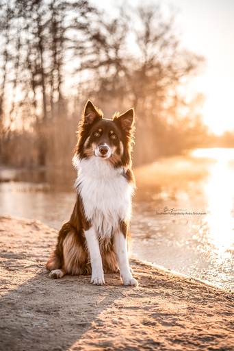 Soulmate Fotografie - Anika Bräutigam | Hunde | Hochzeitsfotograf auf alleFotografen