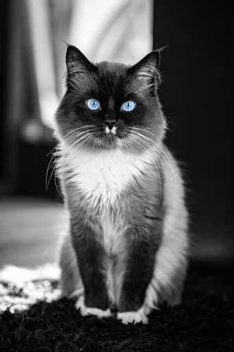 funk3107@gmail.com | Tiere | Hundefotograf auf alleFotografen