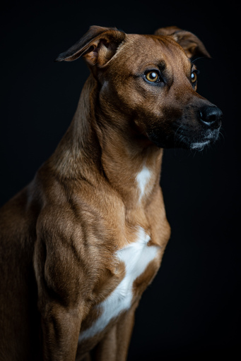 funk3107@gmail.com | Tiere | Industriefotograf auf alleFotografen