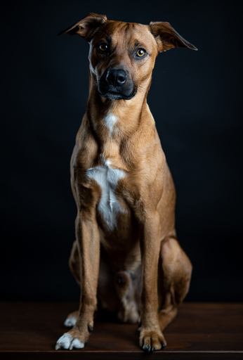 funk3107@gmail.com | Tiere | Paarfotograf auf alleFotografen