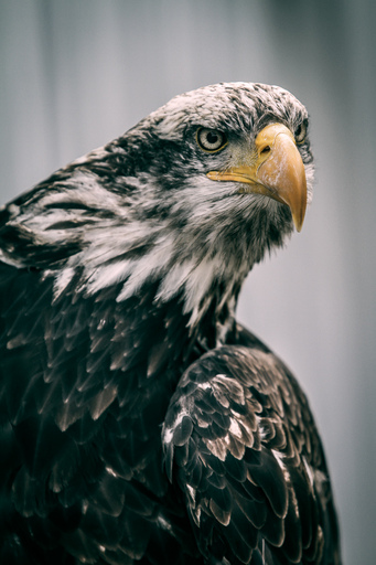 funk3107@gmail.com | Tiere | Konfirmationsfotograf auf alleFotografen