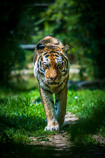 funk3107@gmail.com | Tiere | Pferdefotograf auf alleFotografen