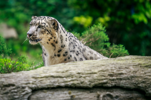funk3107@gmail.com | Tiere | Paarfotograf auf alleFotografen