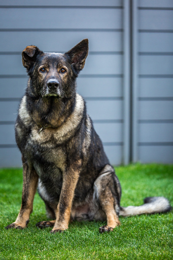 funk3107@gmail.com | Tiere | Modefotograf auf alleFotografen