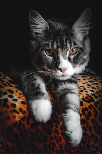 funk3107@gmail.com | Tiere | Architekturfotograf auf alleFotografen