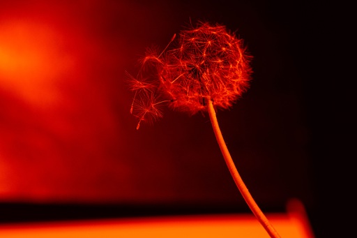 LOCKE art & photodesign | natur | Industriefotograf auf alleFotografen