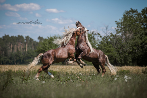 Eva Erlbacher Photography | Pferdefotografie | Werbefotograf auf alleFotografen
