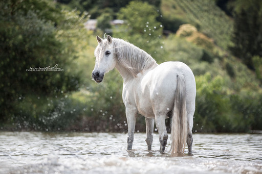 Eva Erlbacher Photography | Pferdefotografie | Imagefotograf auf alleFotografen