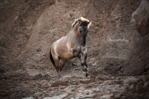 Eva Erlbacher Photography | Pferdefotografie | Fahrzeugfotograf auf alleFotografen