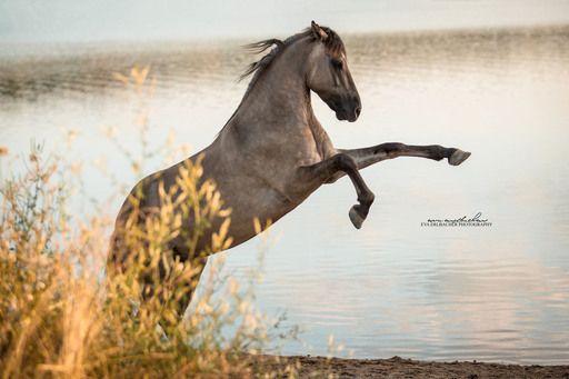 Eva Erlbacher Photography | Pferdefotografie | Pressefotograf auf alleFotografen