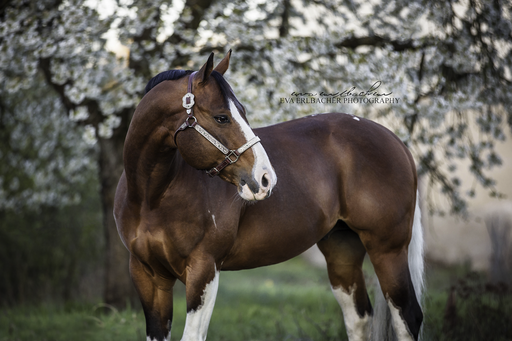 Eva Erlbacher Photography | Pferdefotografie | Tierfotograf auf alleFotografen