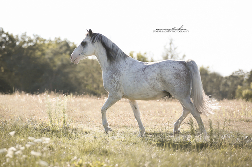 Eva Erlbacher Photography | Pferdefotografie | Werbefotograf auf alleFotografen